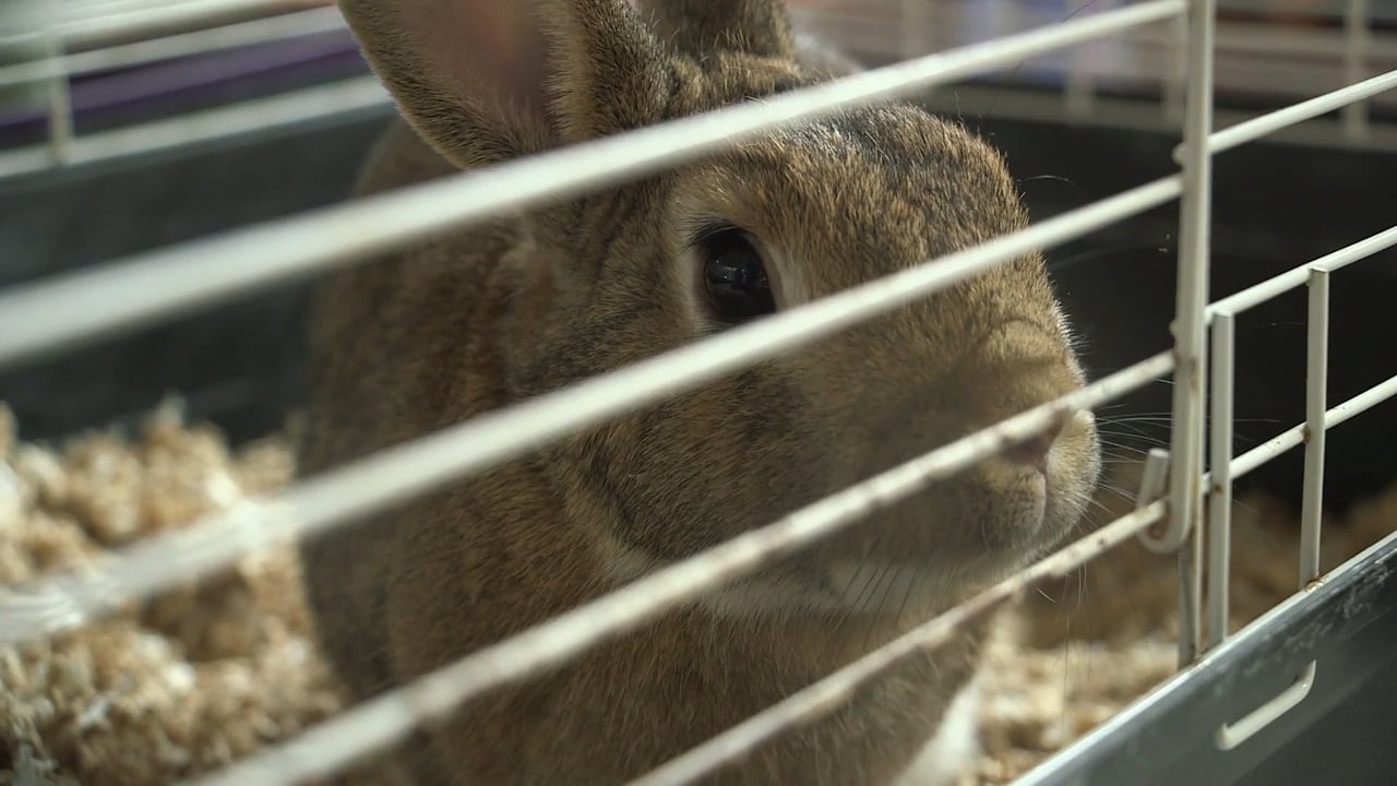 Family Feels the Bunny Love at Adoption Event The Ink.nyc